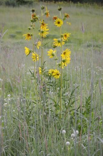 Compass Plant Silphium laciniatum Description: Compass Plant is a long-lived, native, prairie wildflower that can grow from 3 to 10 feet tall with a spread of 1 ½-3 feet.