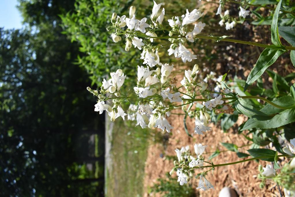 Foxglove Beardtongue Penstemon digitalis Description: Foxglove Beardtongue, also know as Foxglove Penstemon, is a herbaceous perennial wildflower that grows 3-5 ft. tall with a 1.5-2 ft. spread.