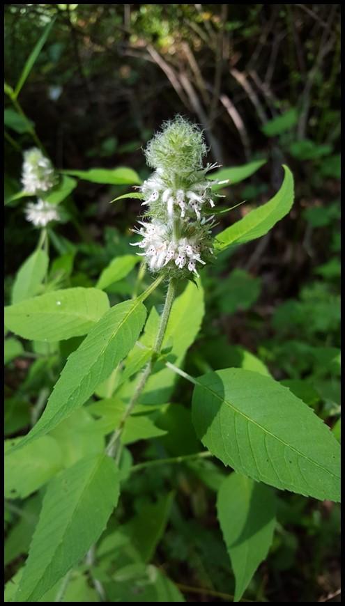 Hairy Woodmint Blephilia hirsuta Description: Hairy Woodmint is an herbaceous perennial wildflower that grows 1-2.5 ft. tall with a 0.75-1.5 ft. spread.