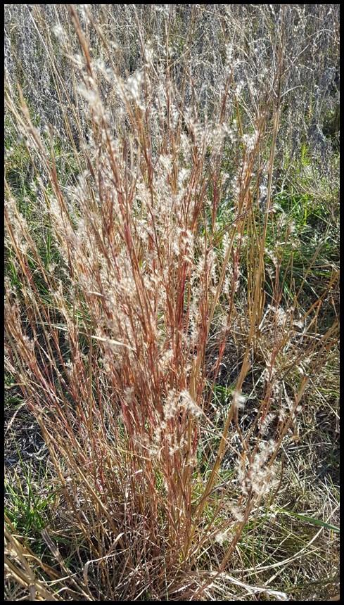 Little Bluestem Schizachyrium scoparium Description: Little Bluestem is a perennial warm season grass that grows 2-4 ft. tall with a 1.5-2 ft. spread.