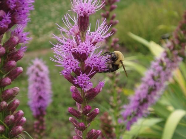 Marsh Blazingstar Liatris spicata Description: Marsh Blazingstar is a clump-forming, perennial native wildflower that can grow 2-6 feet tall with a spread of 9-18 inches.