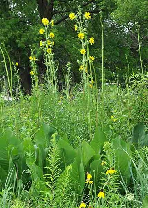 Prairie Dock Silphium terebinthinaceum Description: Prairie Dock is a long-lived, perennial, native wildflower.