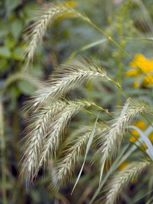 Silky Wild Rye Elymus villosus Description: Silky Wild Rye, also known as Downy or Hairy Wild Rye, is a perennial, woodland, native grass that can grow 2 ½ - 3 ½ feet tall with about the same spread.