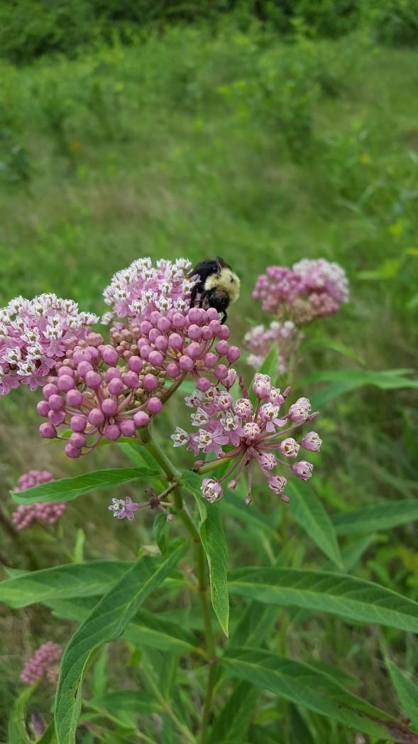 Swamp Milkweed Asclepias incarnata Description: Swamp Milkweed is a perennial, native wildflower that can grow 2-6 feet tall, with a 2-3 feet spread.