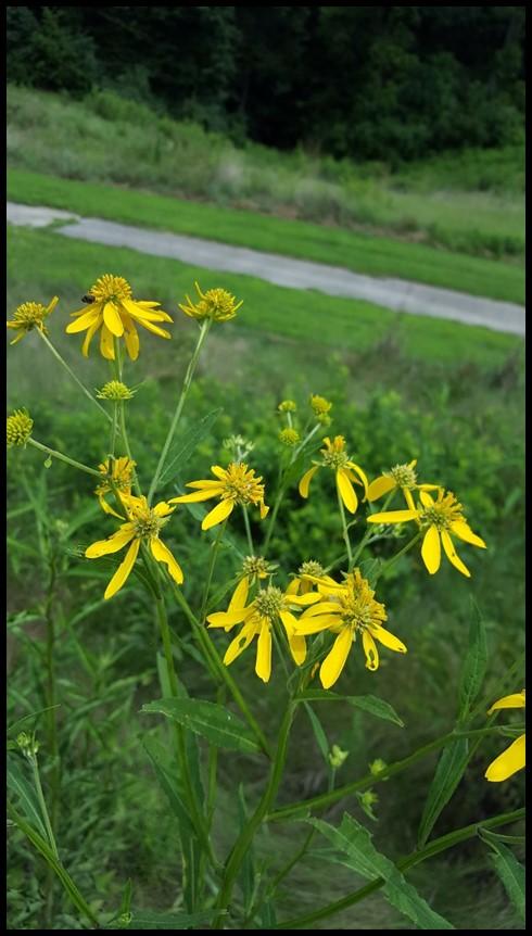 Wingstem Verbesina alternifolia Description: Wingstem, sometimes called Yellow Ironweed, is a herbaceous perennial wildflower that can grow 2-8 ft. tall with a 2-6 ft. spread.