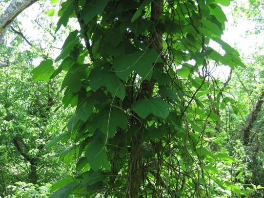 Woolly Pipevine Aristolochia tomentosa Description: Woolly Pipevine, also called Dutchman s Pipe is a perennial, woody, native, twining vine that can grow to 20-30 feet long, with a spread of 5-10