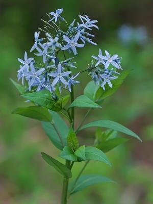 Blue Star Amsonia Amsonia tabernaemontana Description: Blue Star Amsonia is a perennial, native wildflower that can grow 3 feet tall and 3 feet wide.