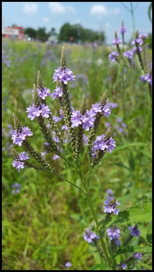 Blue Vervain Verbena hastata Description: Blue Vervain is a herbaceous perennial wildflower that grows 2-6 ft. tall with a 1-2.5 ft. spread. It has reddish, four-angled stems with short hairs.