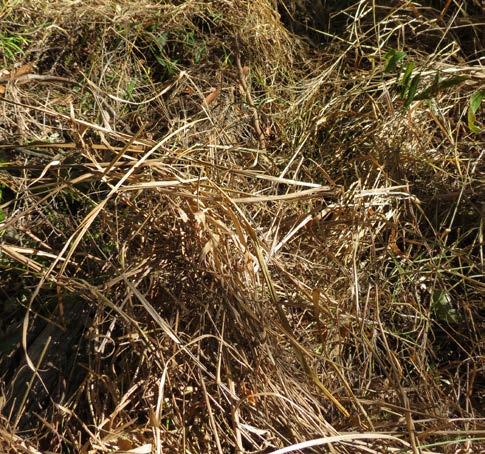 Loose dry grass accumulates, creating a