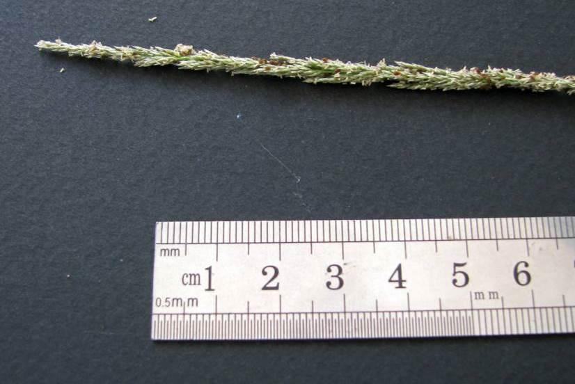 Grass Sporobolus