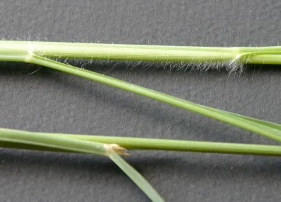 Grass Digitaria is shorter
