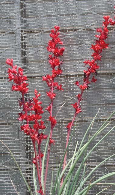 HESPERALOE PARVIFLORA PERPA BRAKELIGHTS PP# 21729 BRAKELIGHTS RED YUCCA This selection of Hesperaloe parviflora has traffic-stopping, vivid red flowers and a compact growth habit.