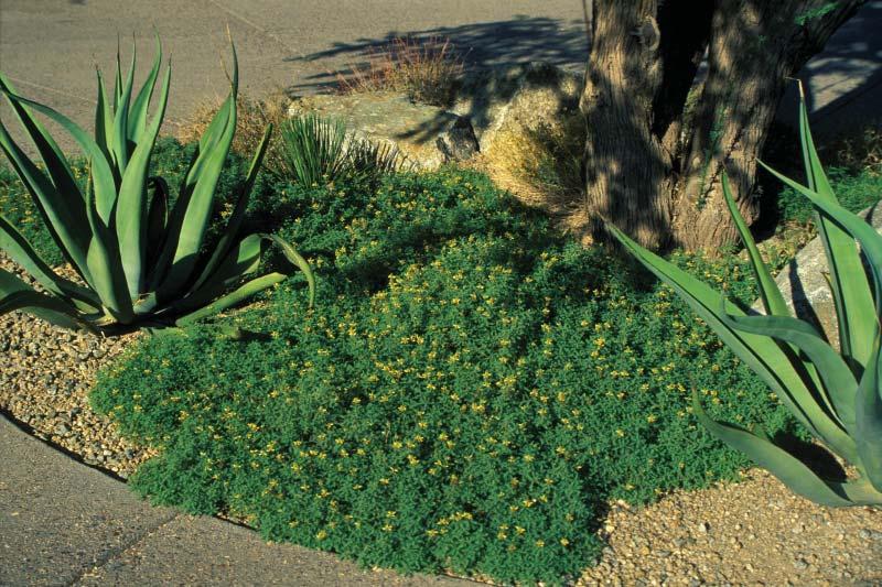DALEA CAPITATA SIERRA GOLD This durable, semi-deciduous groundcover grows quickly to about 8 inches tall by 3 feet wide.