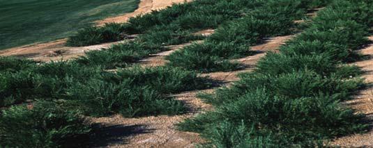 to cover large areas on golf courses, streetscapes, or other commercial projects.