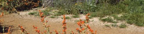 SPHAERALCEA AMBIGUA GLOBE MALLOW This native perennial has a relaxed, sprawling