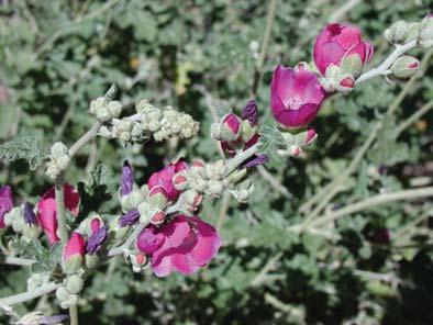 Globe mallow is extremely drought tolerant.