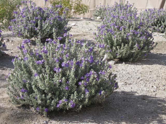 EREMOPHILA HYGROPHANA BLUE BELLS Petite shrubs are always popular, and this little evergreen plant combines stunning purple flowers with silvery foliage.