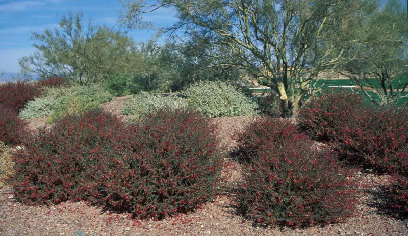 EREMOPHILA MACULATA VALENTINE This evergreen shrub from Australia blooms in the winter with red to hot pink tubular flowers. It has a naturally dense form and is extremely heat tolerant.