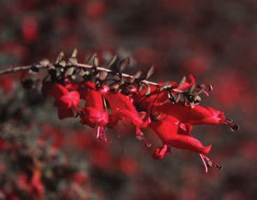 In the winter months the tiny, dark green leaves develop an attractive reddish tinge. If left unpruned, it has a spiky, natural form very similar to that of Chihuahuan sage (Leucophyllum laevigatum).