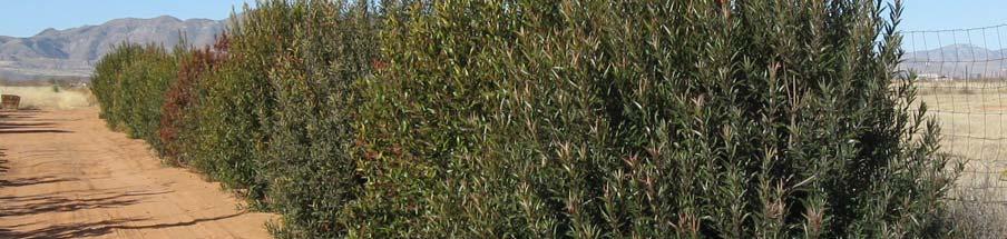 The dark green, leathery and lance-shaped leaves resemble those of oleander, except the margins are serrated.