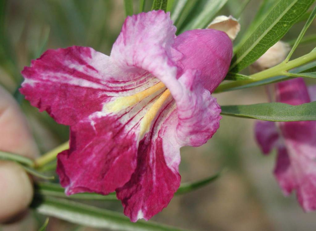 CHILOPSIS LINEARIS ART S SEEDLESS SEEDLESS DESERT WILLOW Desert willows have been popular in native Southwestern landscapes for years.