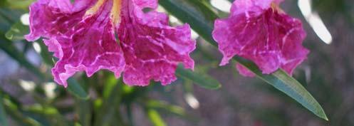 landscape. It will produce seed pods but usually fewer than most. Bubba desert willow is hardy to 10 and USDA zone 6.