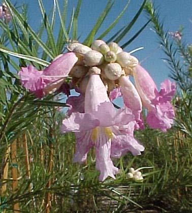 CHILOPSIS LINEARIS WARREN JONES DESERT WILLOW This clone of desert willow was named in honor of the famed Landscape Architecture
