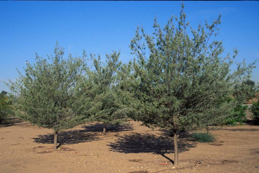 ACACIA ANEURA MULGA Native to Australia, Mulga is an evergreen shrub or small tree growing to 20 feet tall by 15 feet wide.