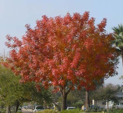 Young trees may be a bit gawky, but become shapely with age. Red Push is drought and cold tolerant, and can adapt to a wide variety of soils.