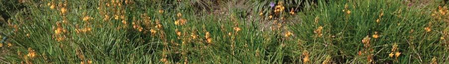 BULBINE FRUTESCENS TINY TANGERINE New from Mountain States, this dwarf form of the orange Bulbine is great for small