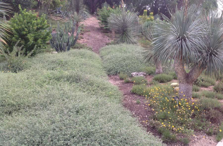 DALEA GREGGII TRAILING INDIGO BUSH This long-lived, durable ground cover requires almost no maintenance.