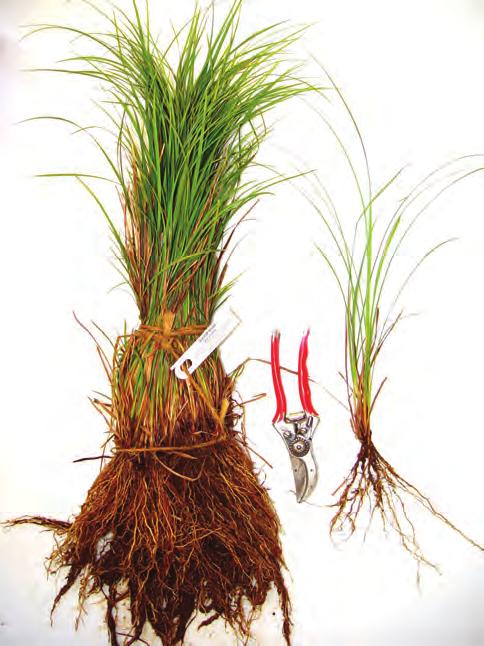 grasses, sedges, rushes Bolboschoenus [Scirpus] maritimus (Cosmopolitan Bulrush) Rhizomatous rush with strong triangular culms to 5'.