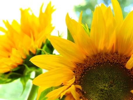 hen the sunflower fell in love with the sun, ll the other plnts died lughing. The sun never budges from his throne in the sky, they ll sid together. He is mighty nd unpprochble.