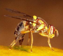 Citrus Pests Fruit Fly Leaf Minner Citrus Aphids Citrus Disease Management -Eradication of