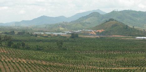 Big citrus farms in West Kalimantan Upland citrus backyard