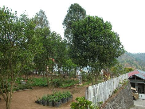 endemic area, Purworejo, Central Java Citrus Production Year