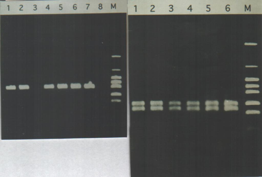 DIBA using MAbs PCR and
