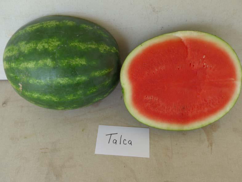 Varieties from the 2016 Seedless Watermelon Trial Maxima Marketable I Yield: 124,647 lbs/a (1) Marketable II Yield:104,565 lbs/a (4) Mean Weight: 18.