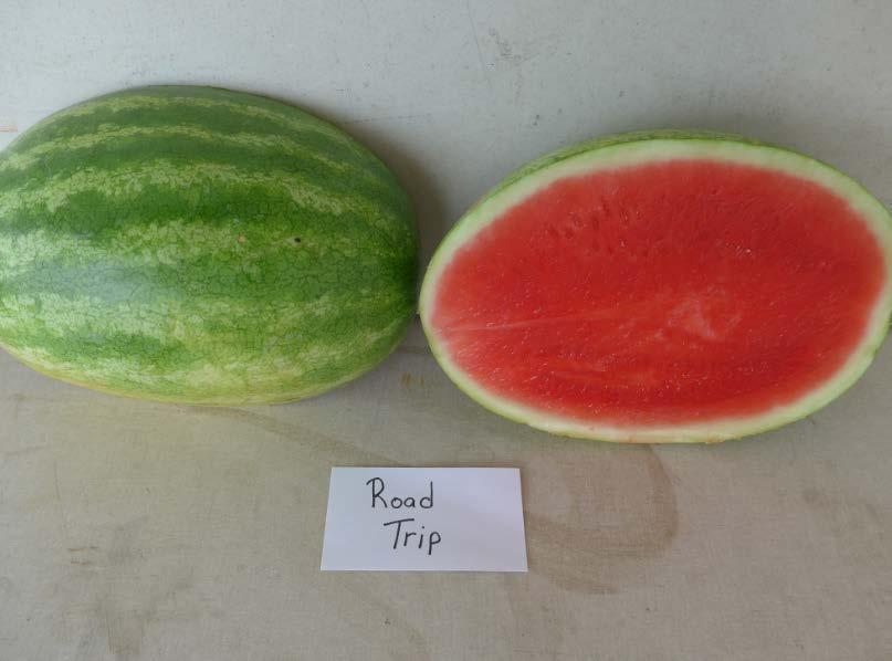 Varieties from the 2016 Seedless Watermelon Trial* 7187 (Standard Check) Marketable I Yield: 106,175 lbs/a (4) Marketable II Yield: 100,015 lbs/a (6) Mean Weight: 16.