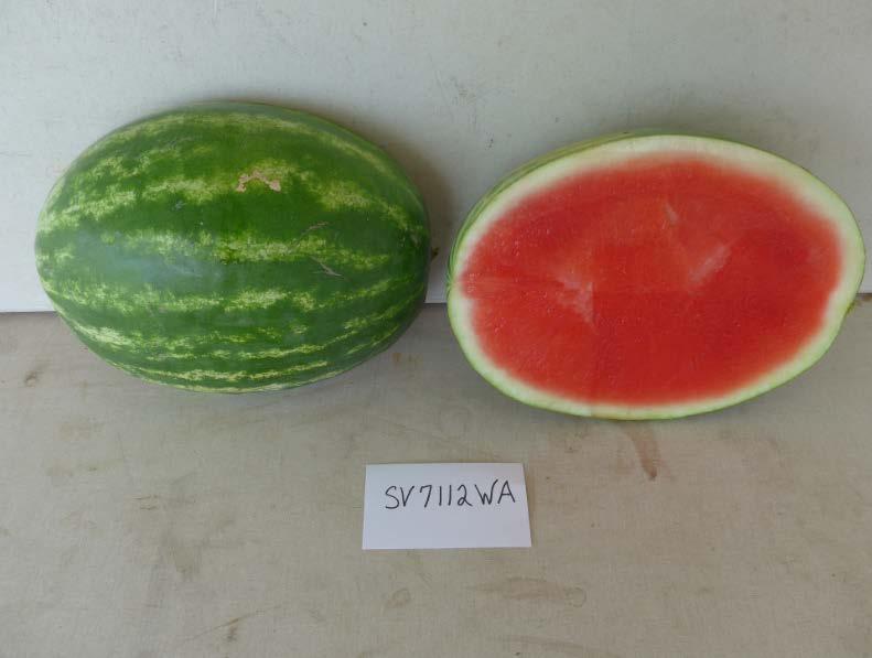 Varieties from the 2016 Seedless Watermelon Trial* SV 7112 Marketable I Yield: 100,432 lbs/a (8)