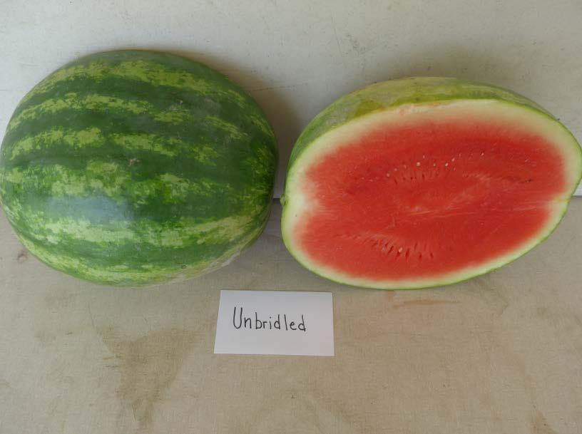 Varieties from the 2016 Seedless Watermelon Trial* Unbridled Marketable I Yield: 90,206 lbs/a (11)
