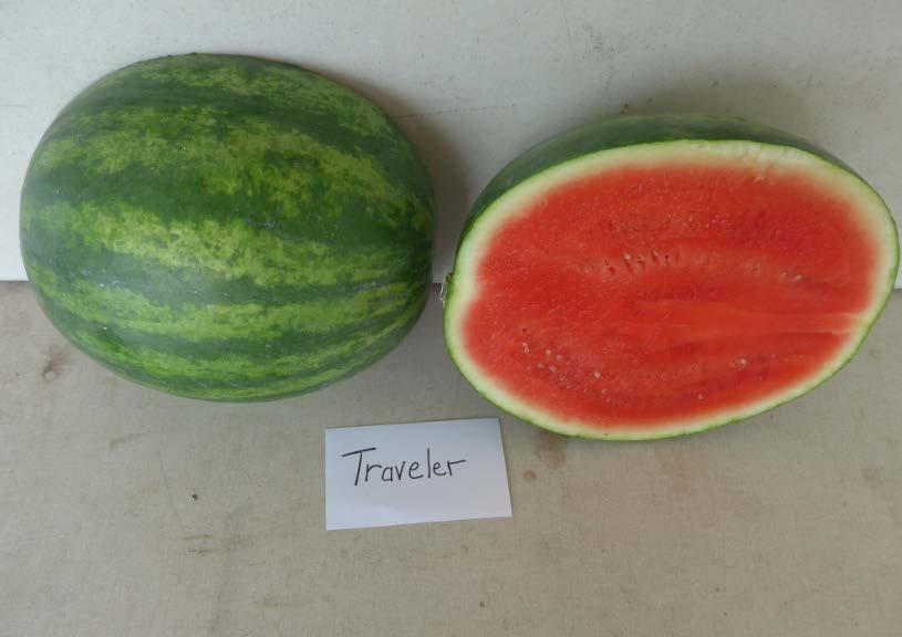 Varieties from the 2016 Seedless Watermelon Trial* Traveller Marketable I Yield: 84,585 lbs/a (15) Marketable II