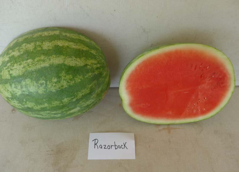 Varieties from the 2016 Seedless Watermelon Trial* Razorback Marketable I Yield: 81,986 lbs/a (18) Marketable II Yield: 81896 lbs/a (16) Mean Weight: 14.