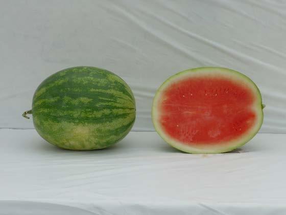 Varieties from the 2016 Seedless Watermelon Trial* Excursion Marketable I Yield: 80,708 lbs/a (21)