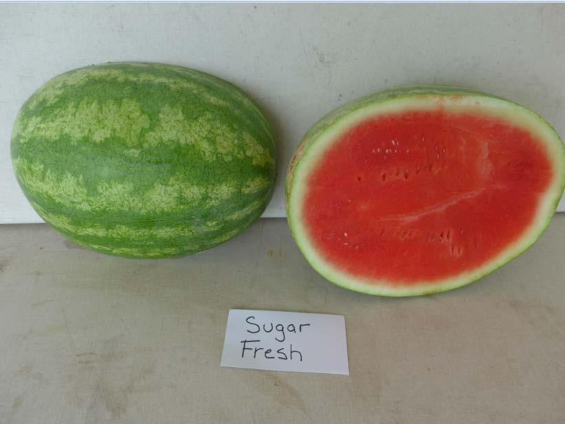 Varieties from the 2016 Seedless Watermelon Trial Sugar Fresh Marketable I Yield: 74,868 lbs/a (24) Marketable II Yield: 70.873 lbs/a (24) Mean Weight: 15.