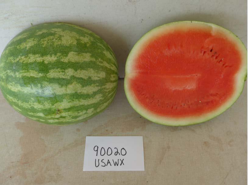 Varieties from the 2016 Seedless Watermelon Trial* USA W90020 Marketable I Yield: 72,491 lbs/a (27) Marketable