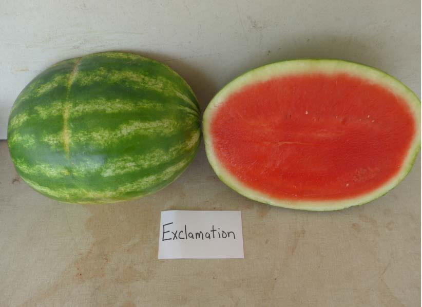 Varieties from the 2016 Seedless Watermelon Trial* Exclamation Marketable I Yield: 67,400 lbs/a (30)