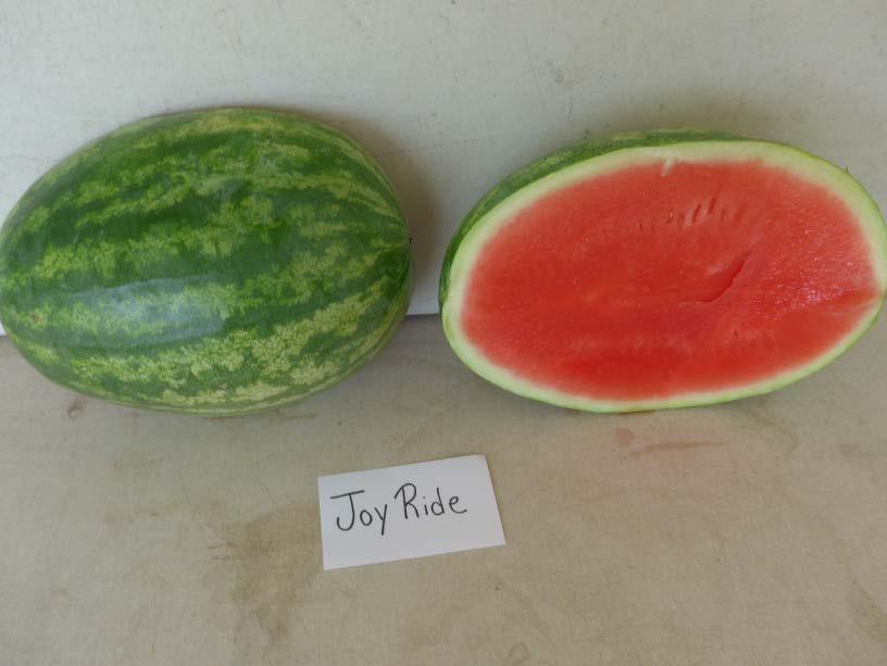 Varieties from the 2016 Seedless Watermelon Trial* Joy Ride Marketable I Yield: 62,614 lbs/a (33) Marketable