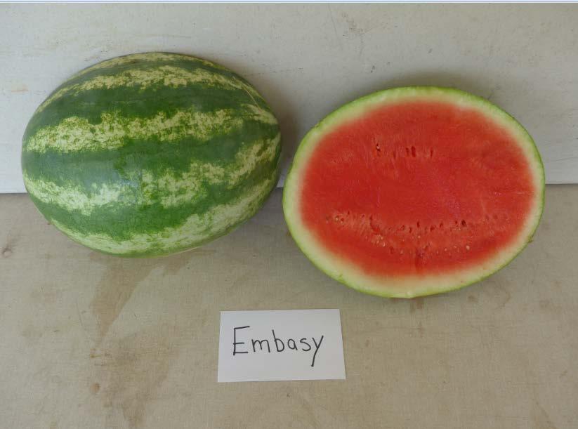 Varieties from the 2016 Seedless Watermelon Trial* Embasy Marketable I Yield: 49,686 lbs/a (36) Marketable II Yield: 49,686
