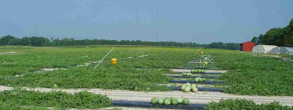 2010 Watermelon Cultivar Trials
